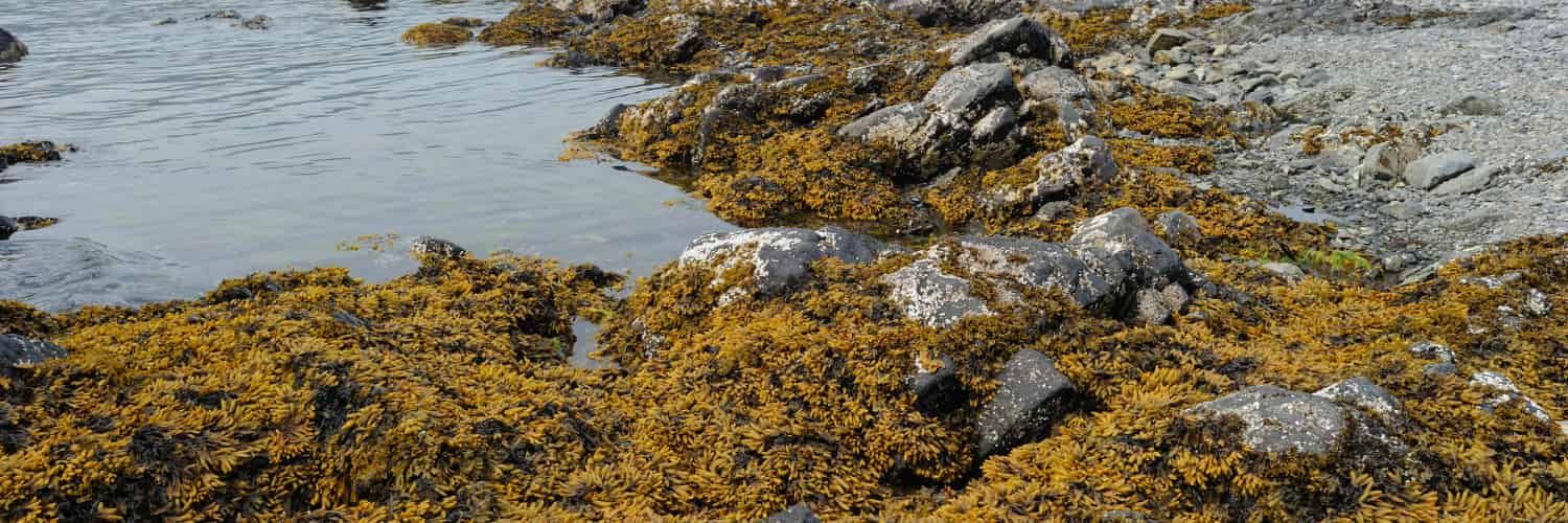 Bladderwrack on the shore