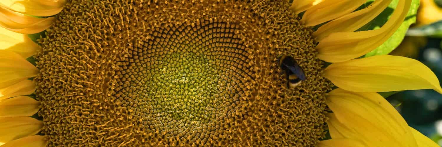 A bee crawling on a sunflower head.