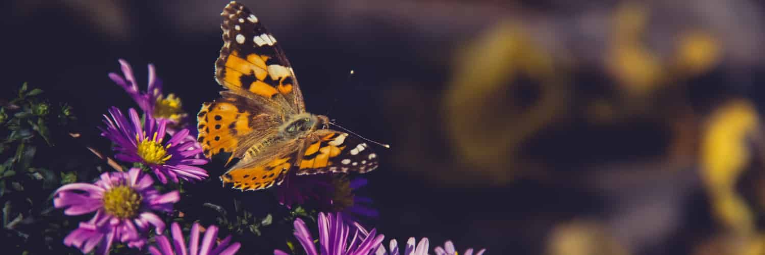 Climate Change Alters the Chemical Arms Race Between Flowers and Butterflies