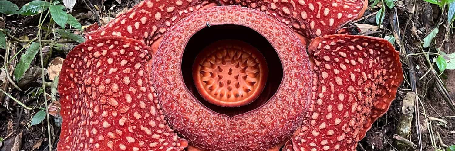 Unlocking the Tiny Secrets to Grow the World’s Largest Flowers