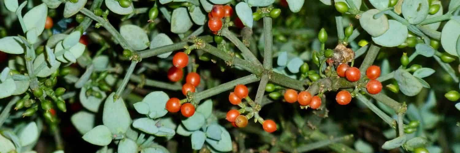 Bright red berries stand out against dusty green leaves.