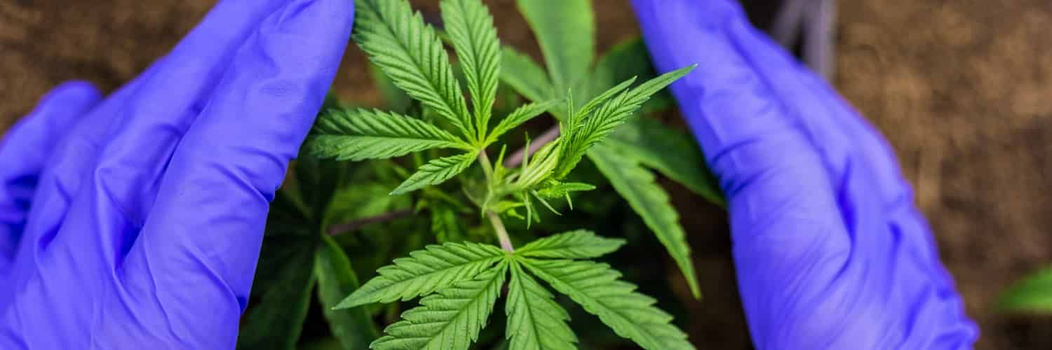 Blue gloves around a cannabis leaf.