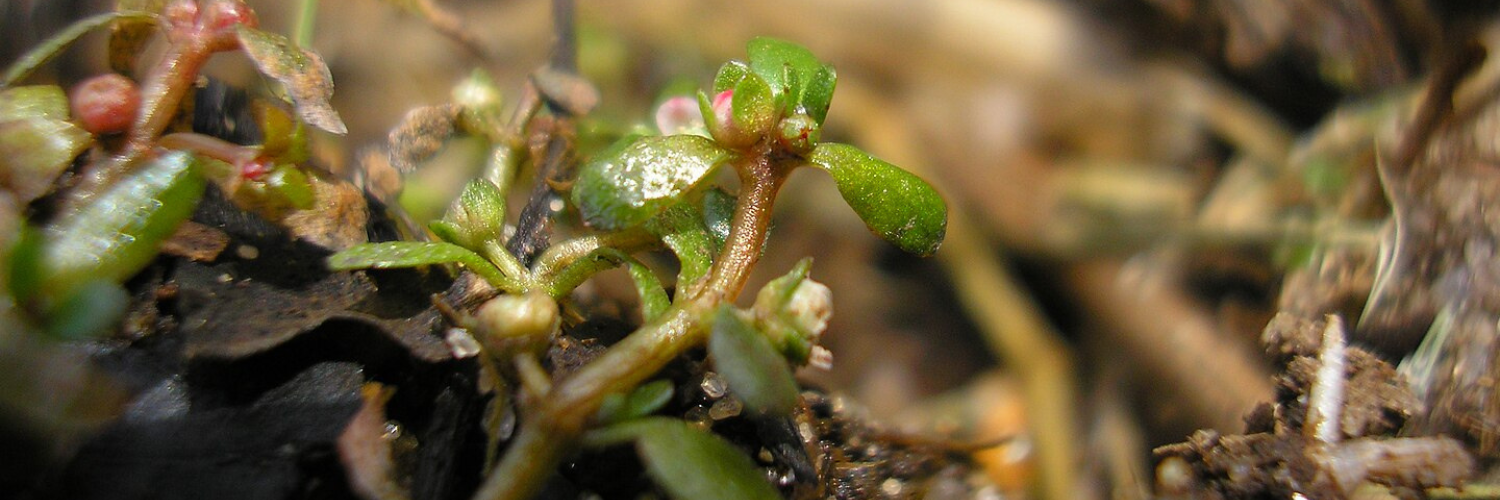 Interpréter les petites fleurs des Elatinaceae dans la saga évolutive des Malpighiales