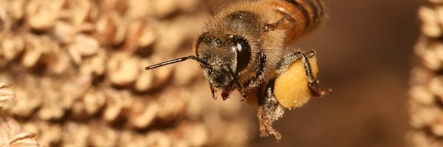 Buzzing Controversy: Do Honeybees Harm Wild Pollinators? A Surprising Answer from Canadian Grasslands