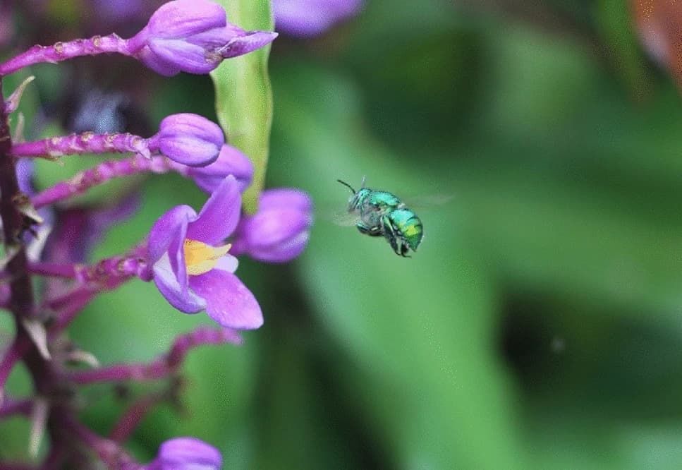 Forest Loss Leads to Less Diverse Diets for Orchid Bees