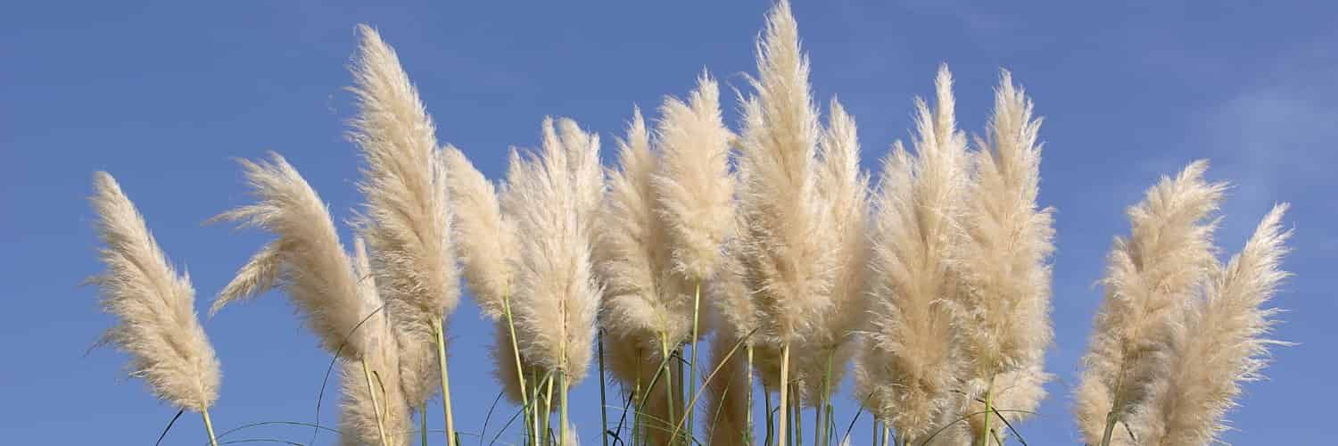 Feathers of Pampas grass