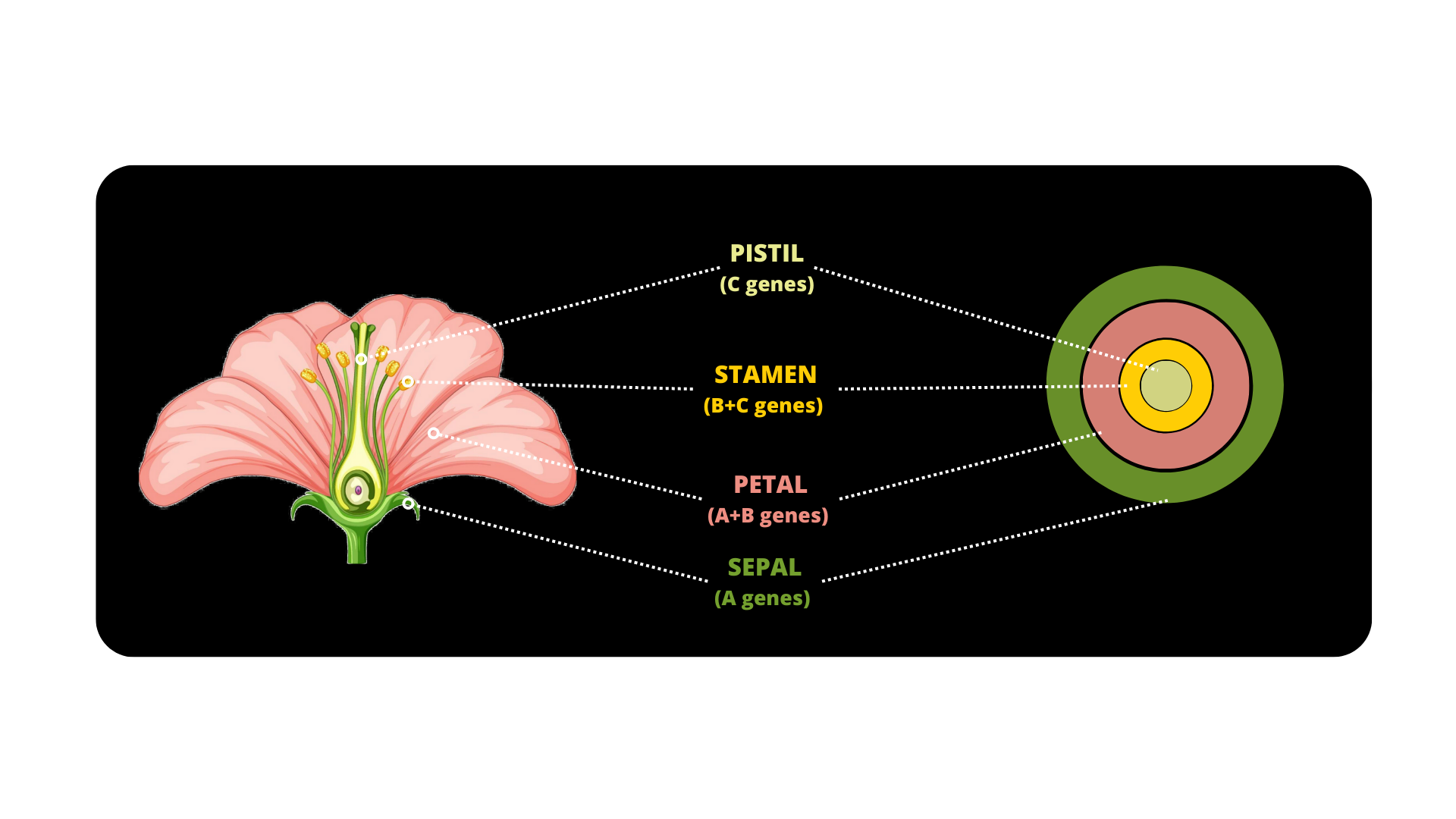 Le pouvoir de la fleur : forme, couleur, parfum… et SEXE !