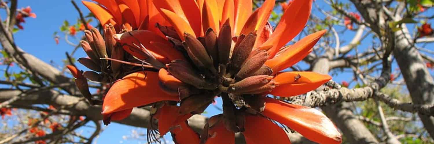 The bright orange flower of what will become Erythrina affra.