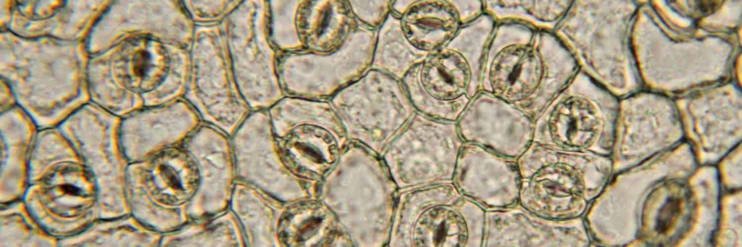 Stomata
