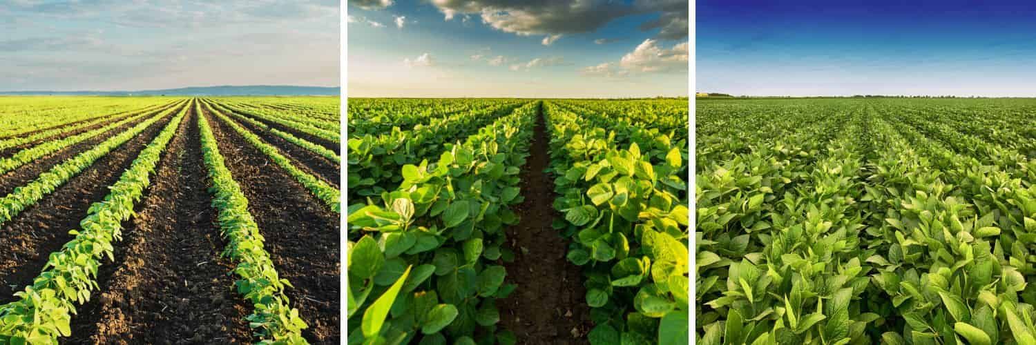 The figure is an image of different types of platforms collecting images from a crop field. At the top is satellites, which o