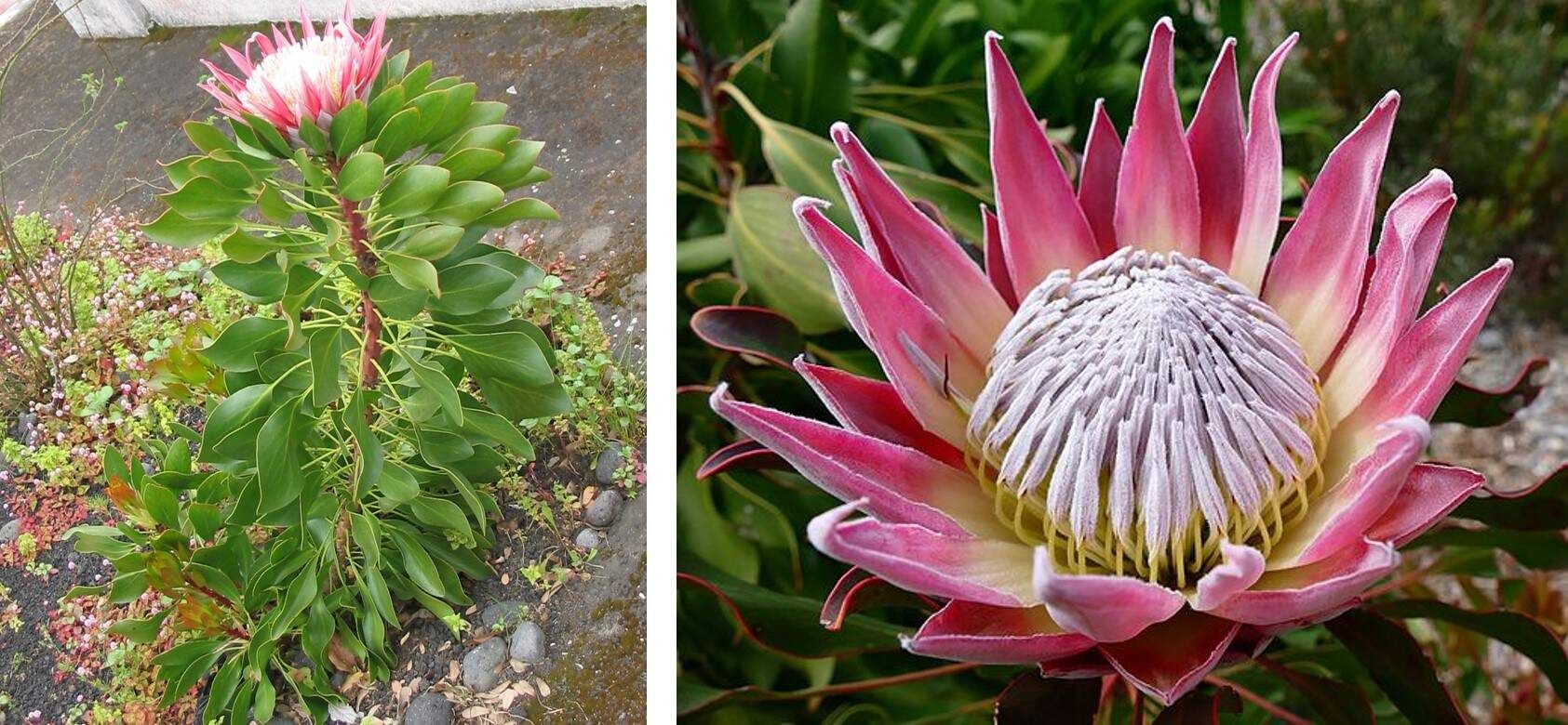 IBC2024: Delving into South African medicinal plant treasures