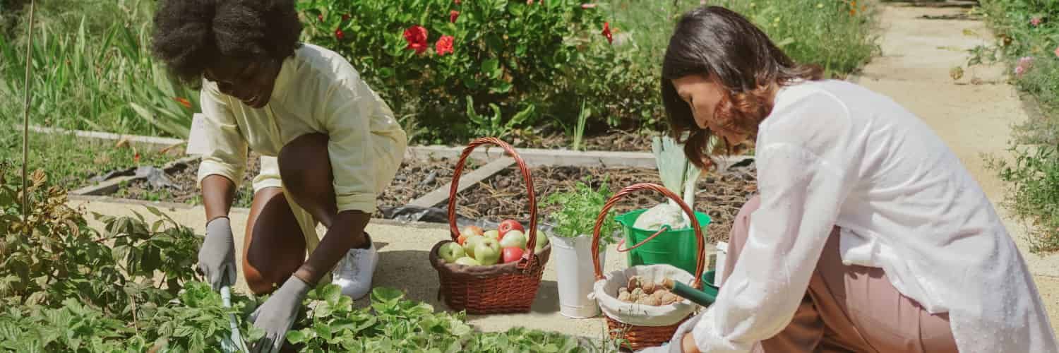 Two people working in a garden.