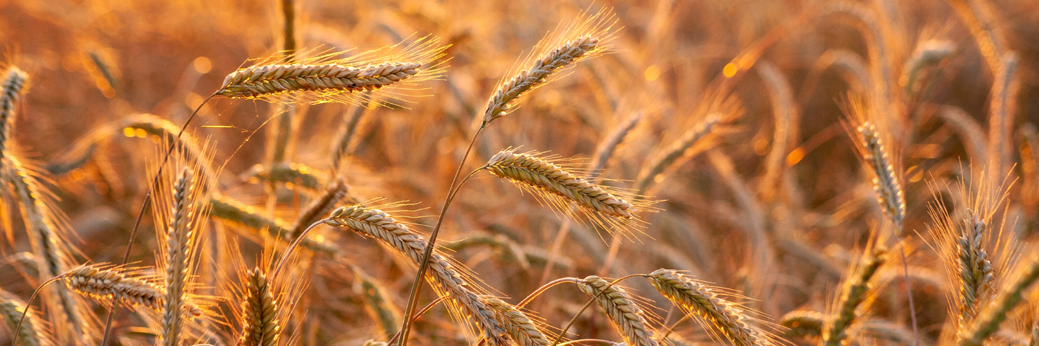 Leveraging High-Quality Data for Improved Crop Simulations