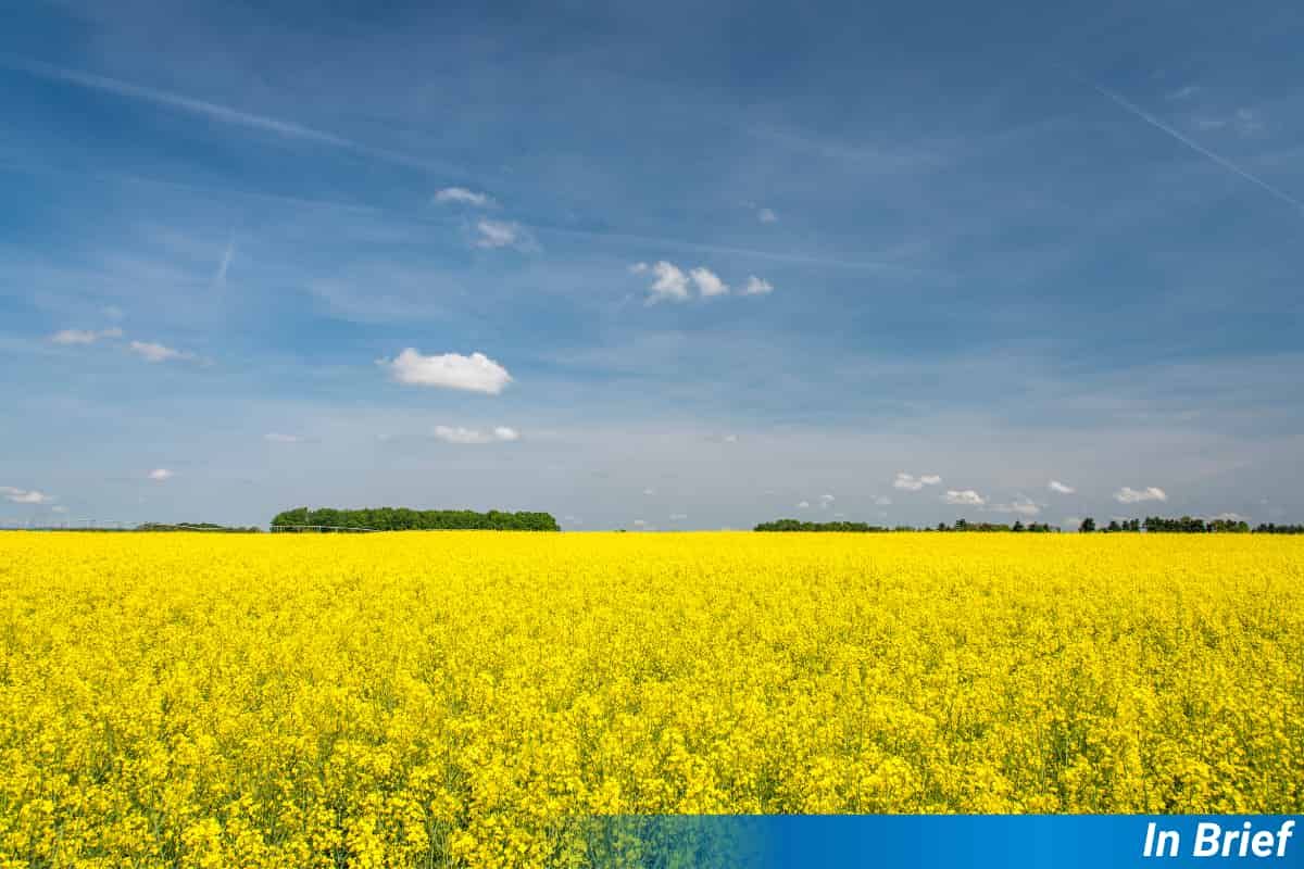 A canola field