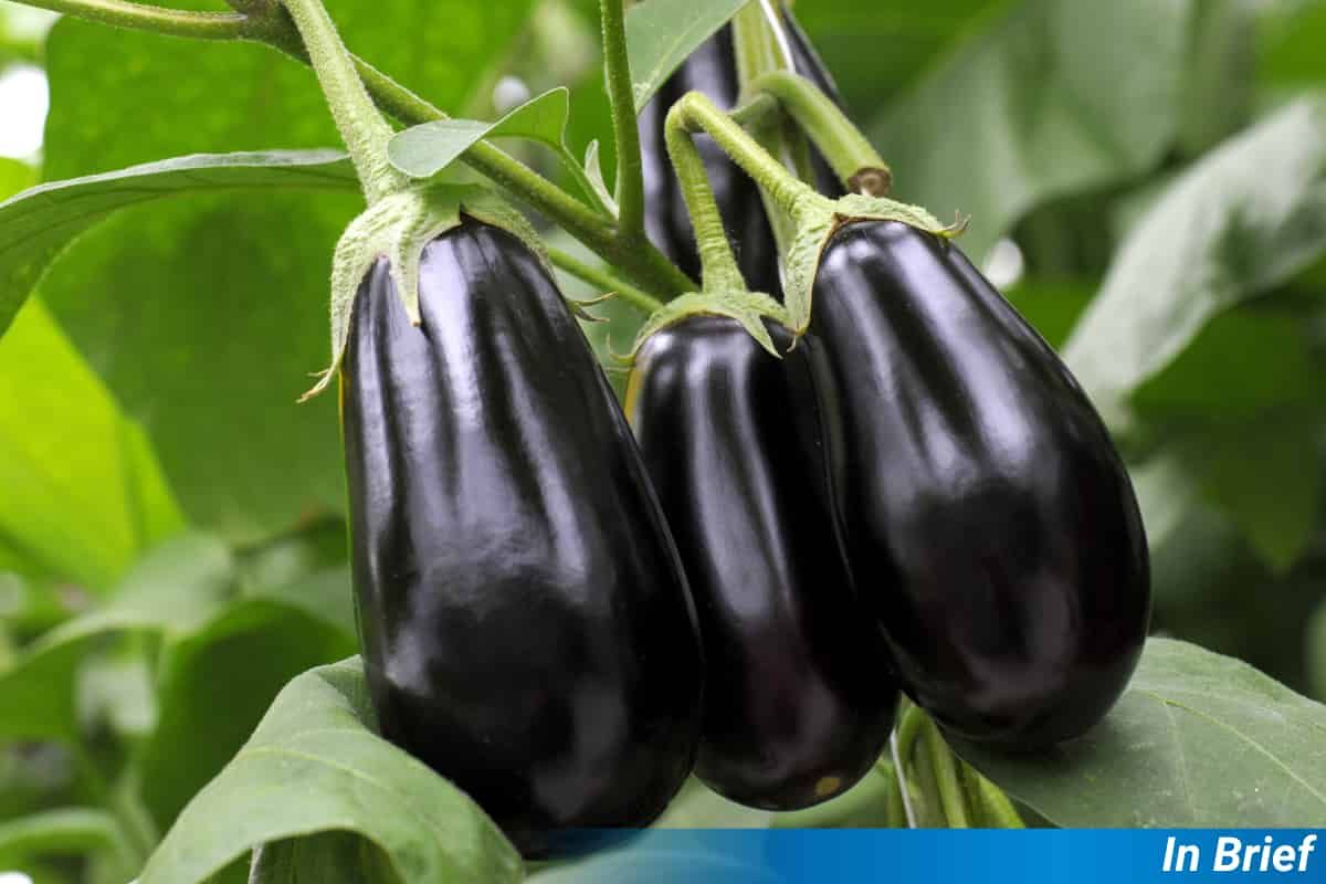 Eggplant
