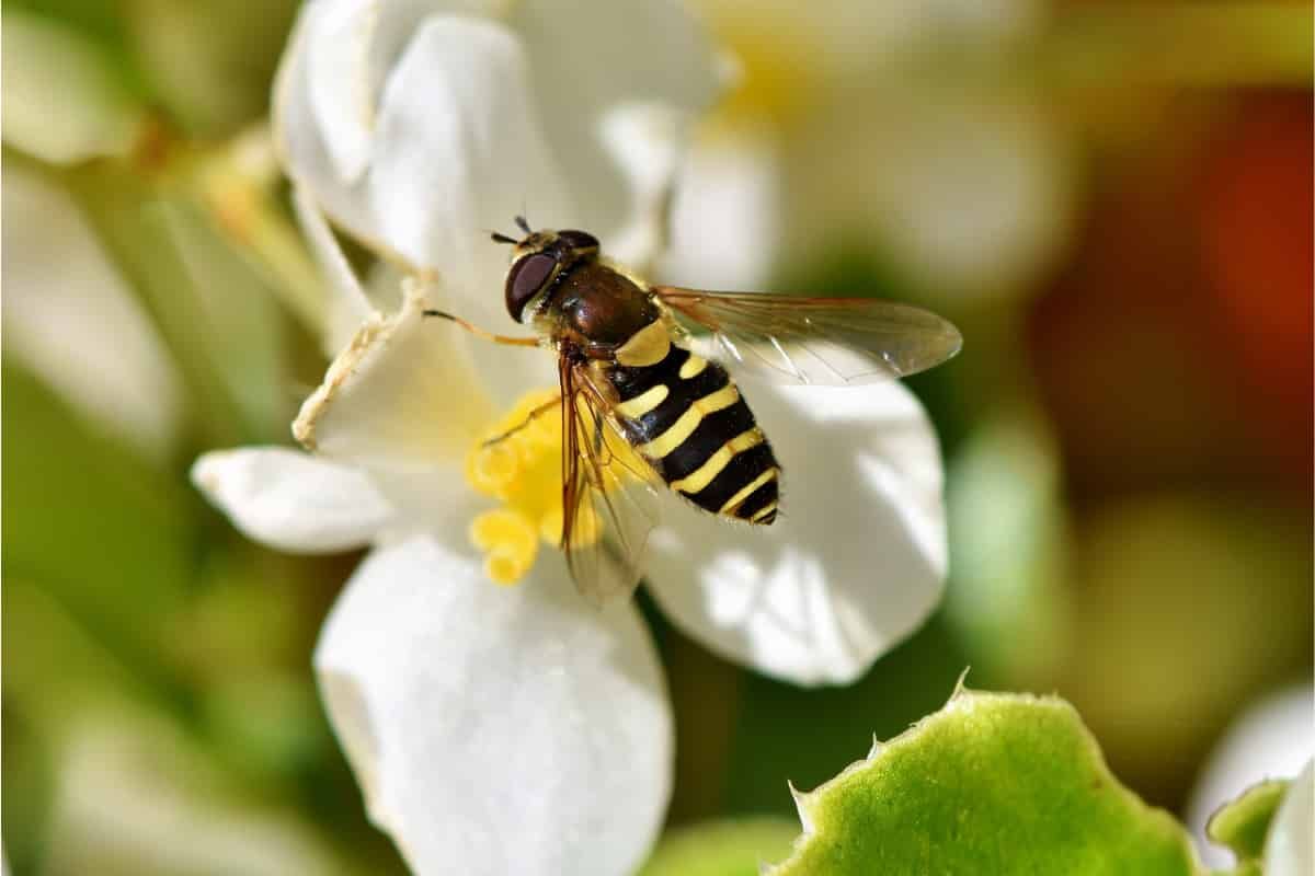 A hoverfly on a flower