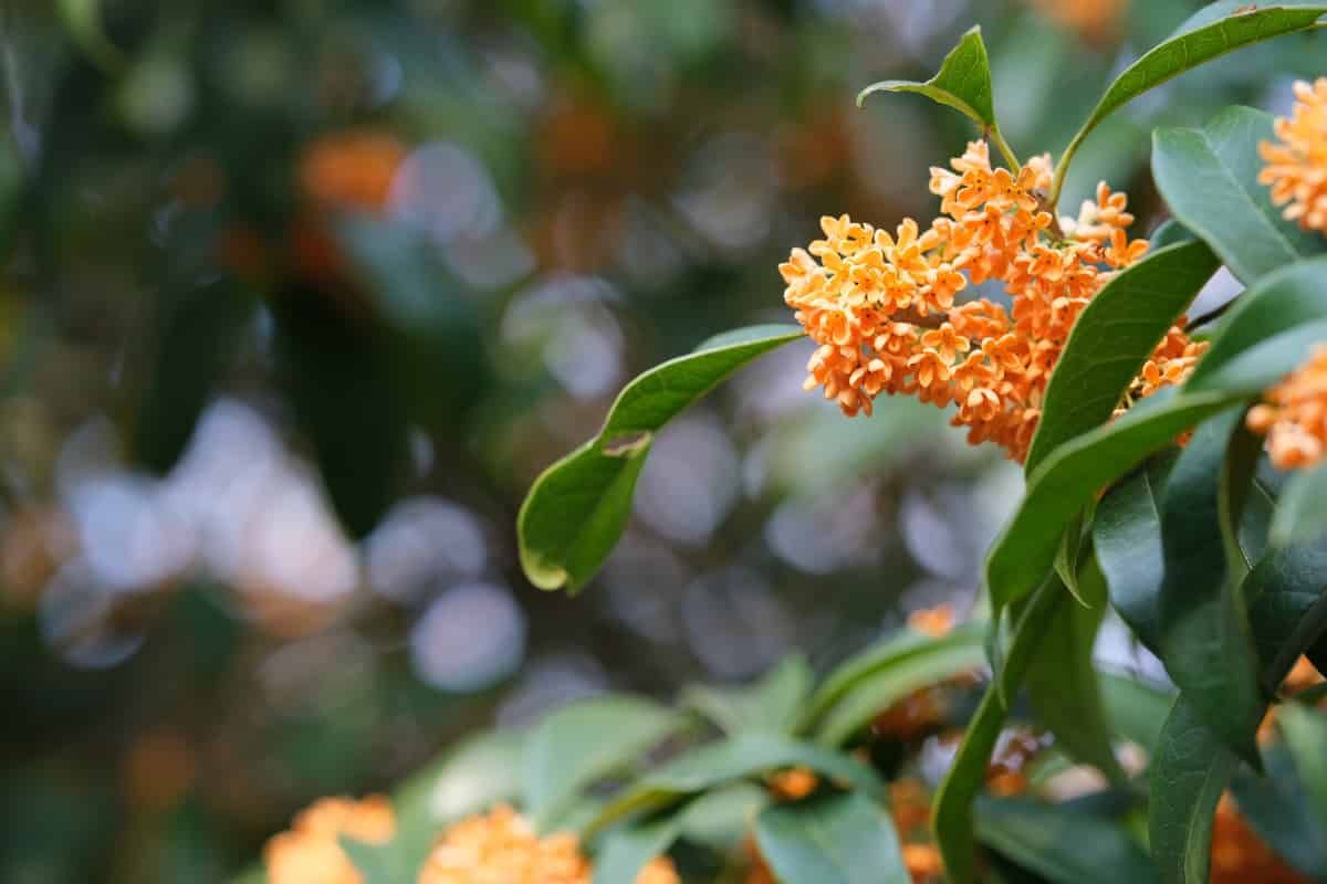 Osmanthus fragans in flower with small orange blossoms.