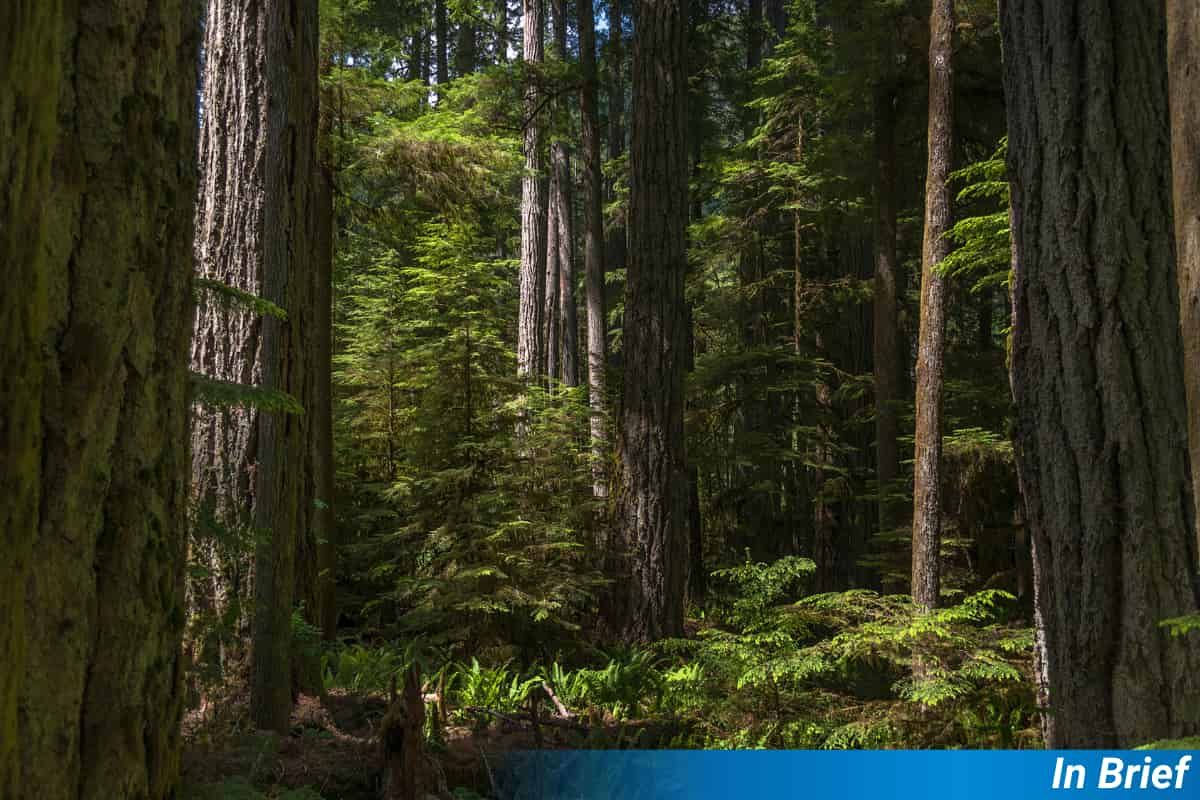 A forest with light and shadow