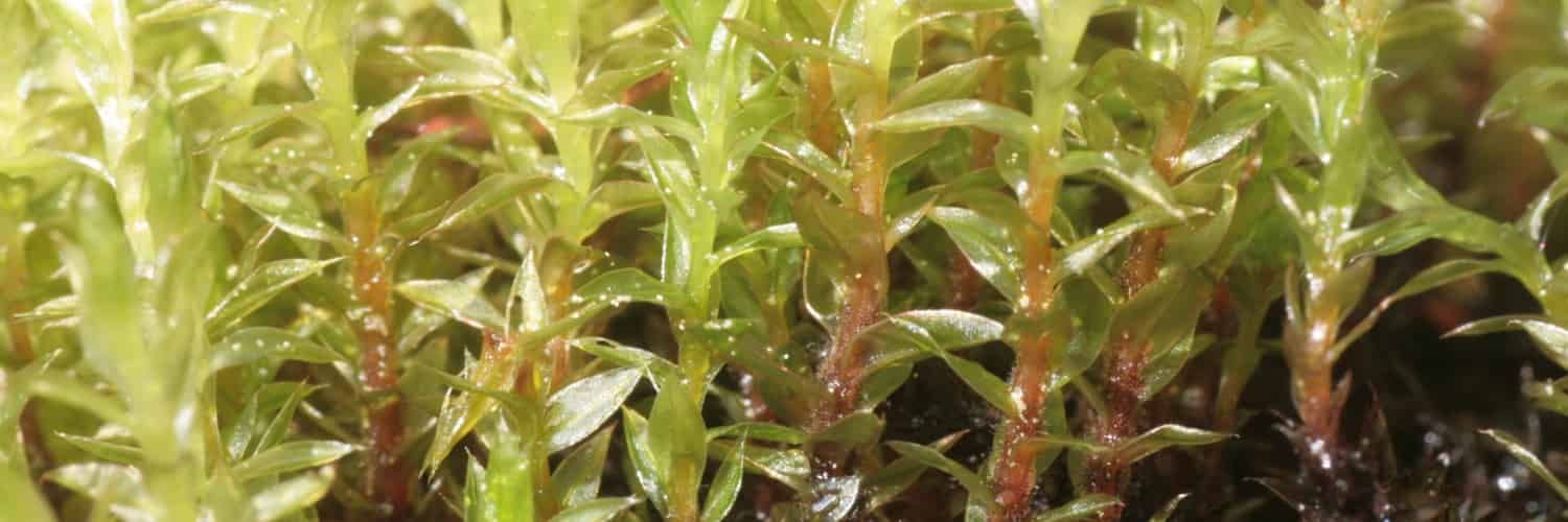 Bryum pseudotriquetrum