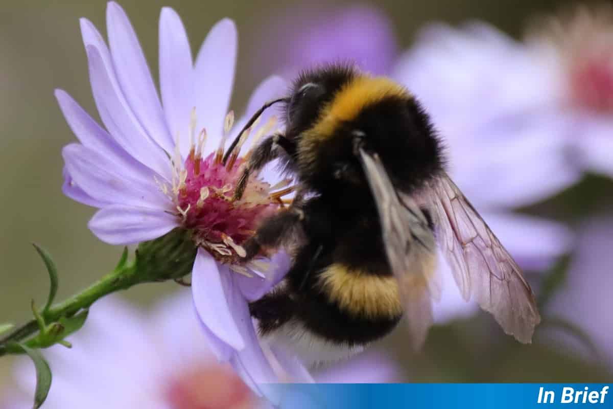 A bumblebee probes a pink/purple flower.