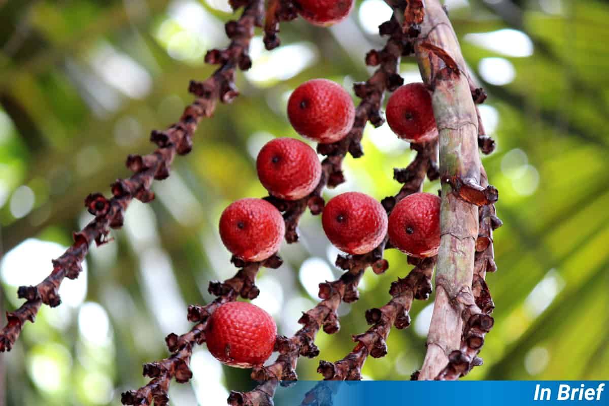 Buriti palm seeds