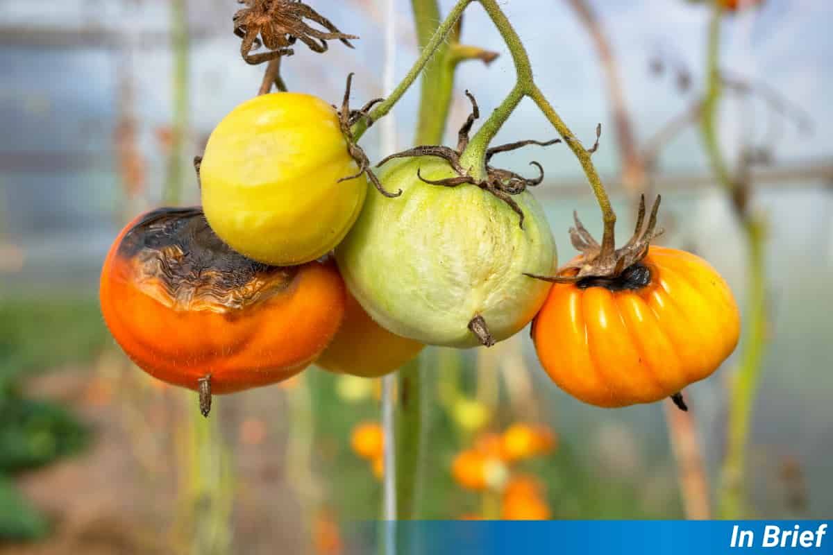 Tomatoes blighted by Phytophthora