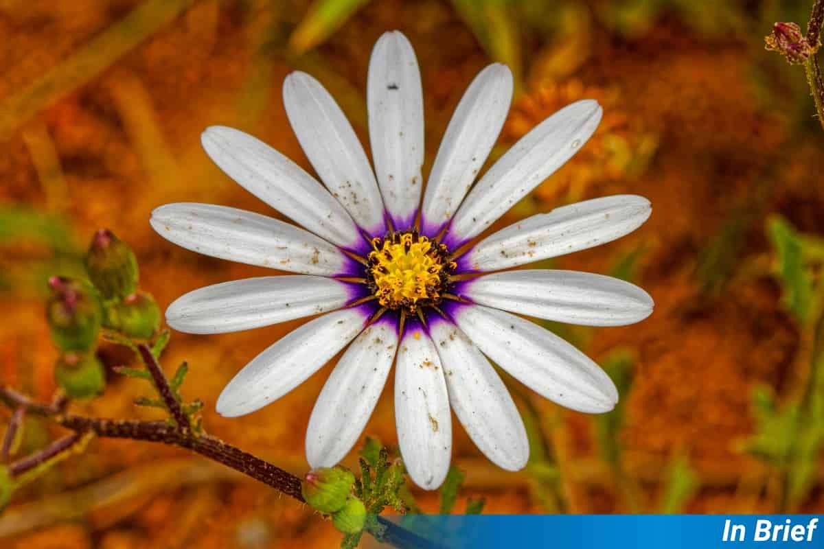 A wildflower in renosterveld.