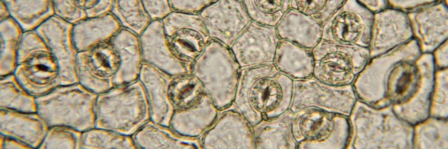 Researchers Challenge Established Theory on Stomatal Movement