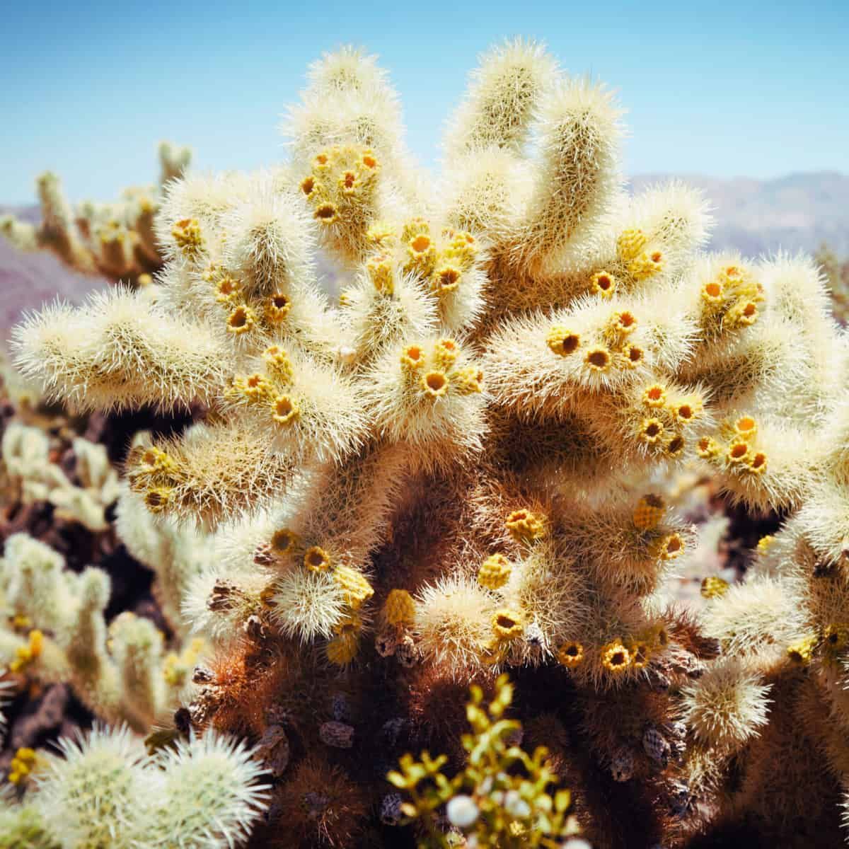 Sweet Rewards Keep Desert Partnerships Alive Through Harsh Seasons