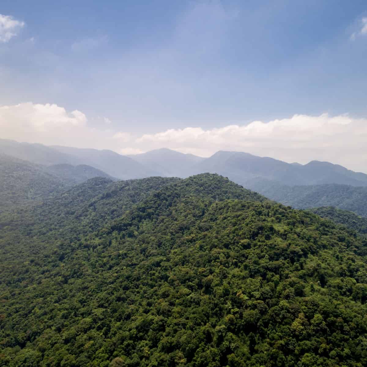 The Brazilian Atlantic Forest. A lush green, almost mossy looking tree canopy covers pointy hills.