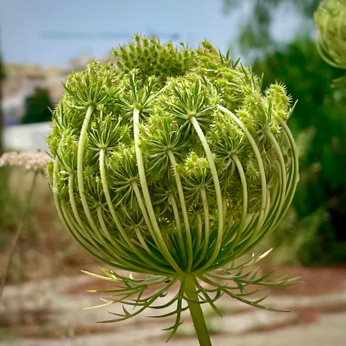 Close up of a wild carrot flower, or rather umbels, stalks holding umbrellas of flowers. At the moment they're all curled up