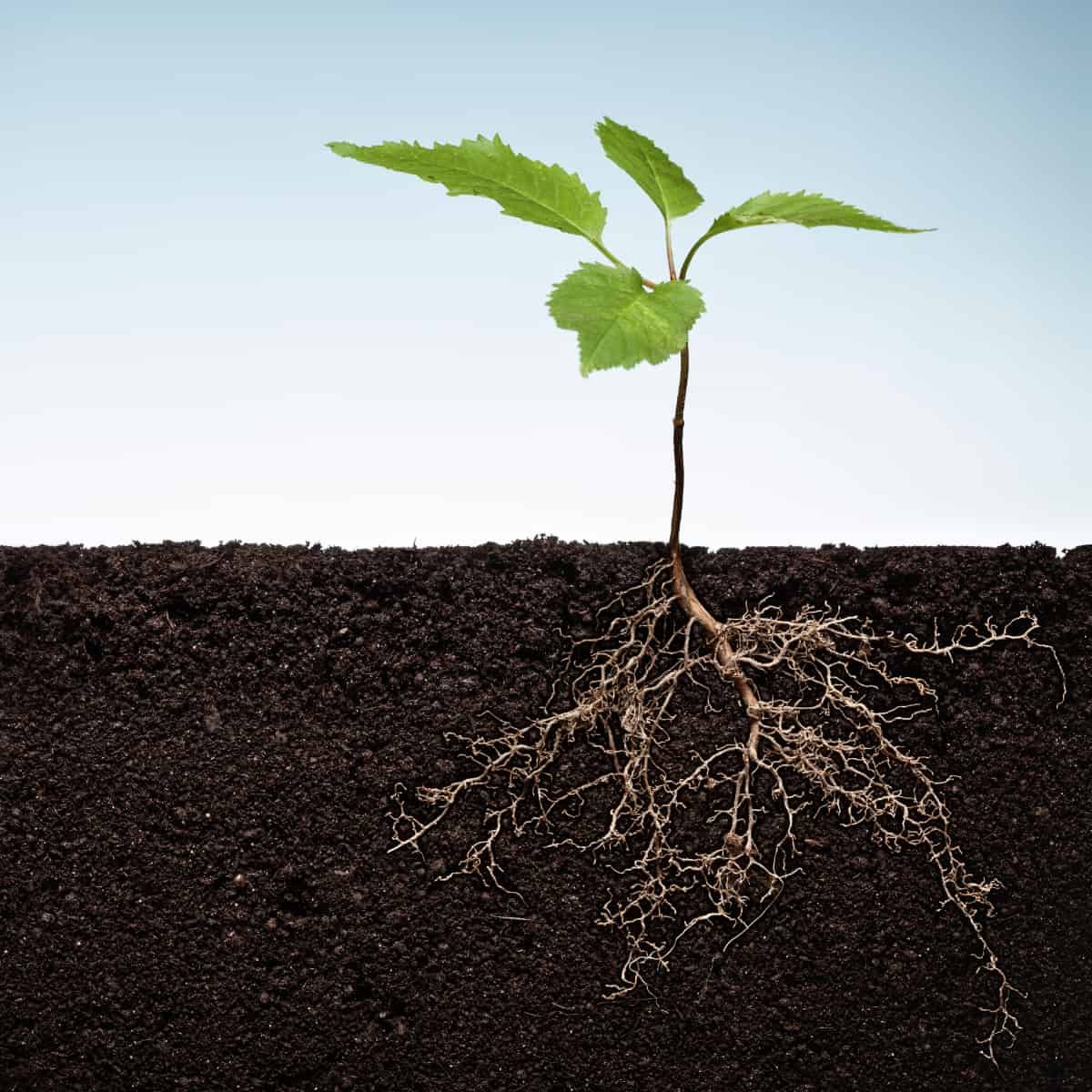 A seedling grows in the soil. The cutaway view shows the roots reaching into the earth. but you'll need exceptional eyesight