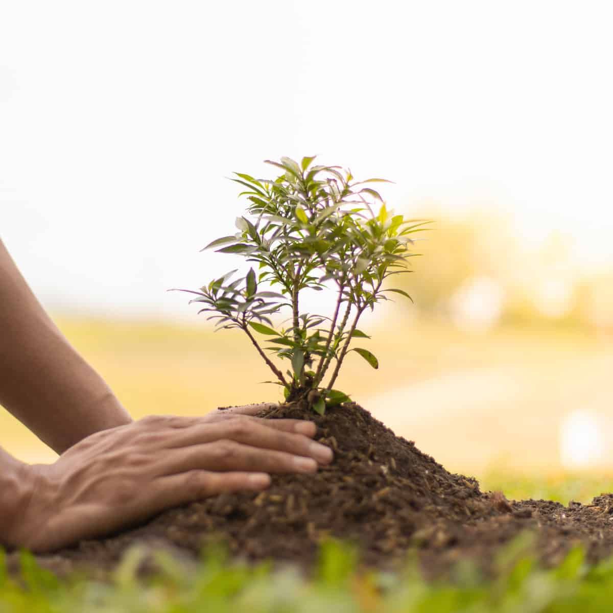 A small bush is planted in what looks like a molehill.