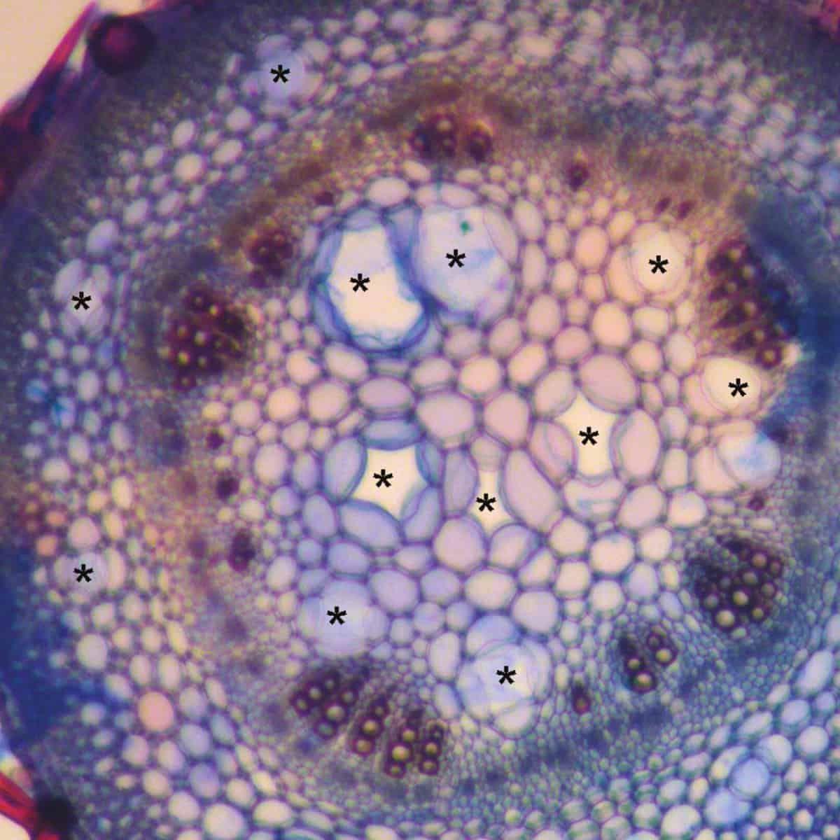 A purple-stained stem is seen in cross-section showing the cells that make it uo. Some of these cells are marked with asteris