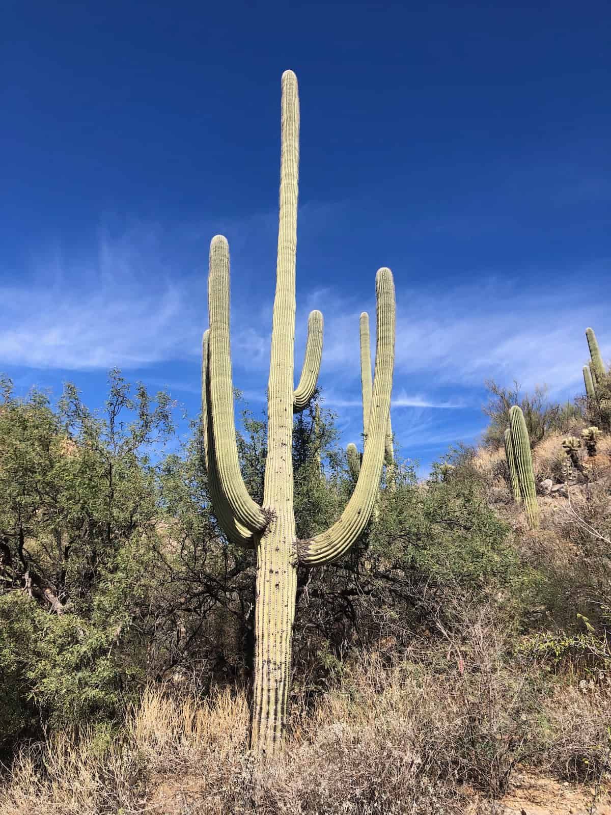 A Saguaro cactus stands in a surprisingly green looking desert.