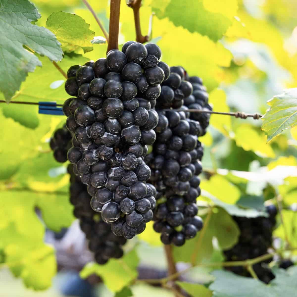 Ripe clusters of dark purple wine grapes hanging on the vine, backlit by sunlit yellow-green leaves. The grapes are compact a