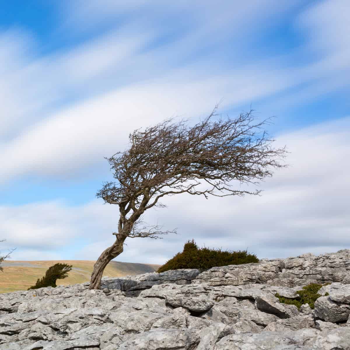 A lone tree grows from a limestone outcrop, its trunk and branches permanently bent to one side by consistent prevailing wind
