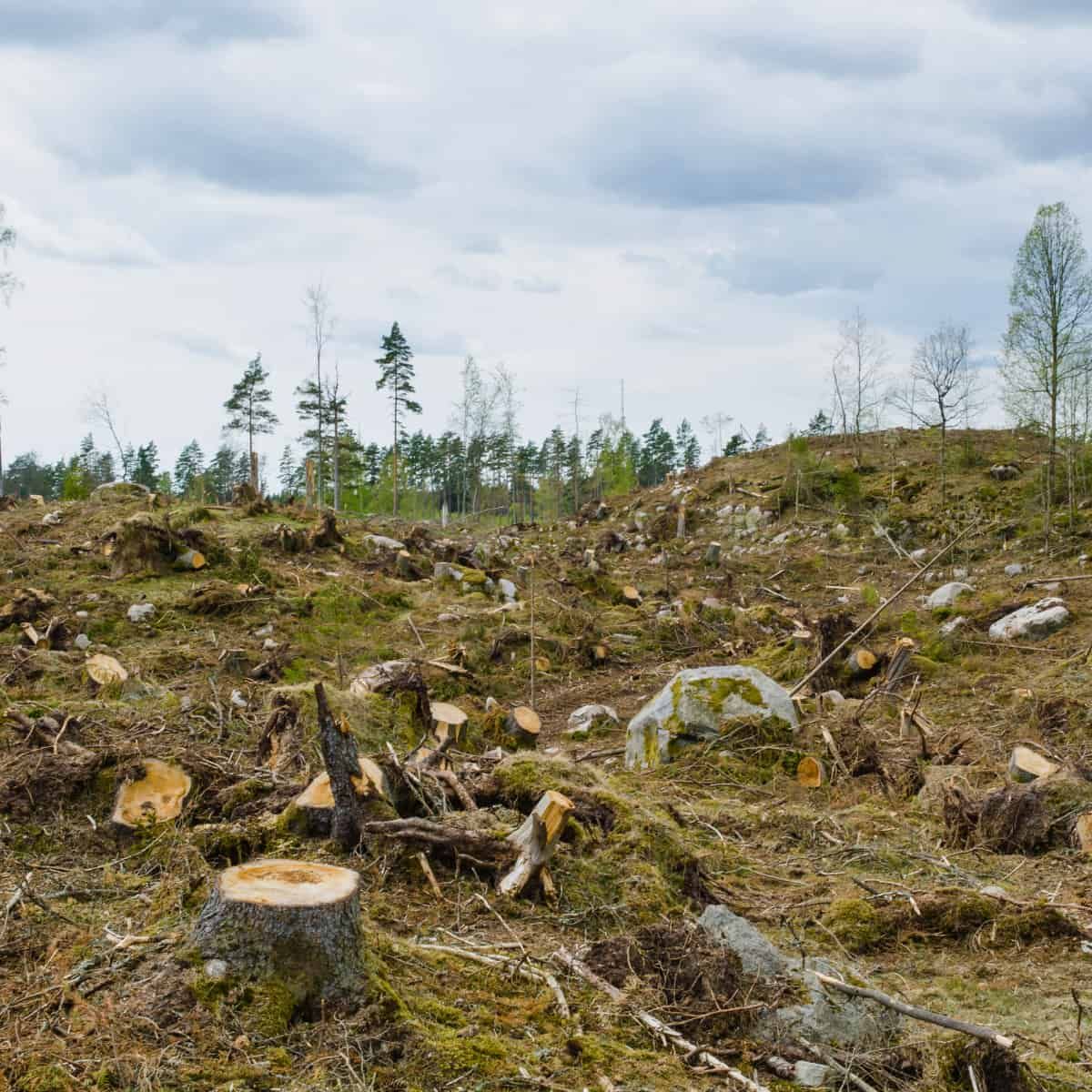 A recently clear-cut forest area with numerous tree stumps and logging debris scattered across the ground. In the background,