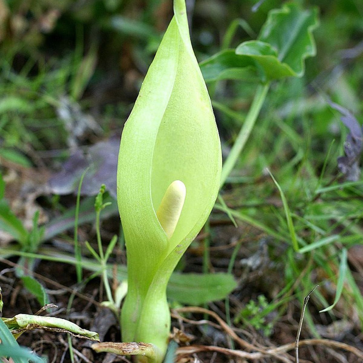 Green Flowers are not Invisible