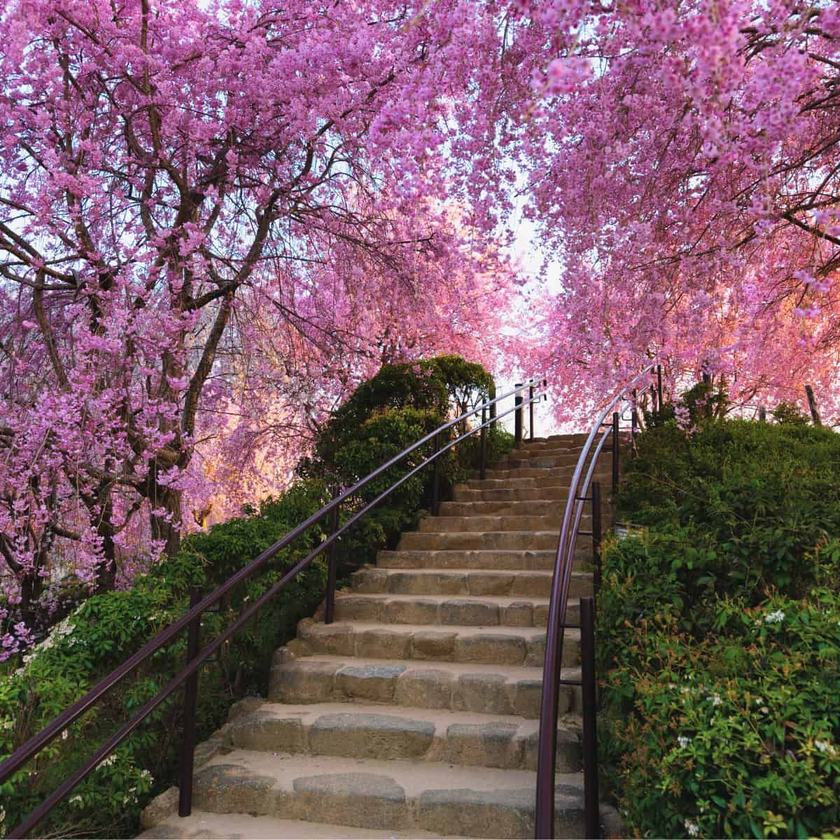 A low green hill with steps leading up. Above and around are cherry blossoms giving the light an eerie pink tint, like Barbie