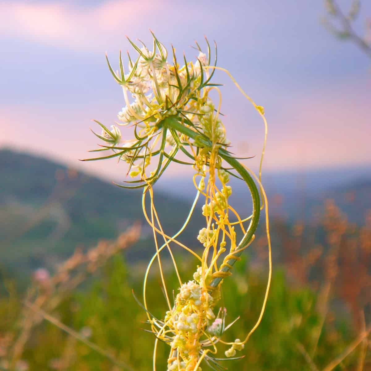 Cuscuta crawling over a hapless plant. The sickly yellow threads of the parasite are wrapped around the green of the victim l