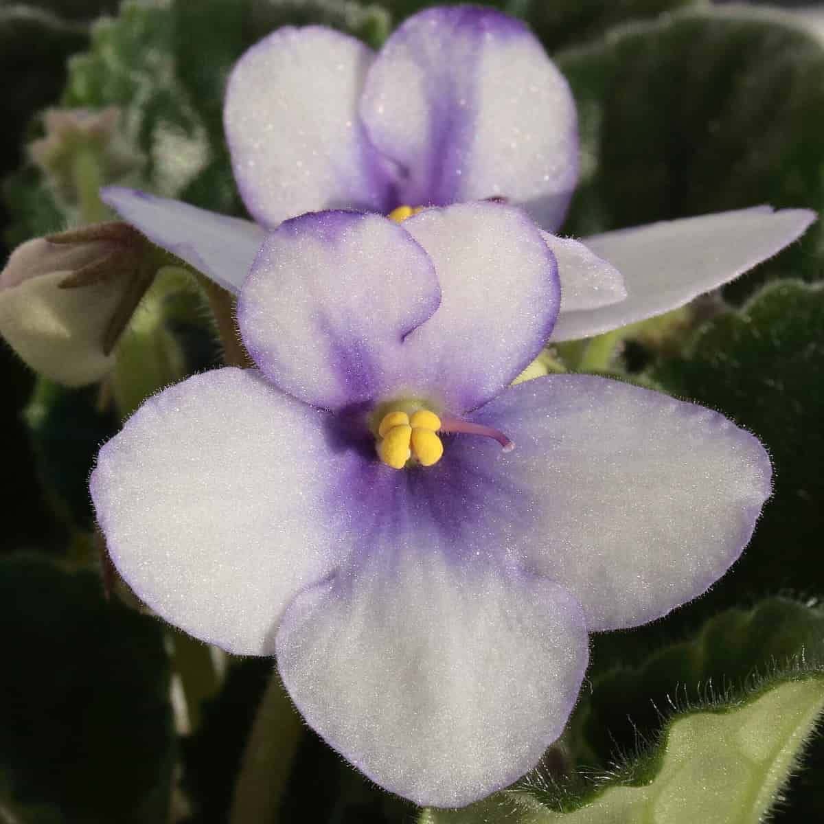 Two African violet flowers in close-up, showing the characteristic five-petaled blooms. The petals are primarily white with d
