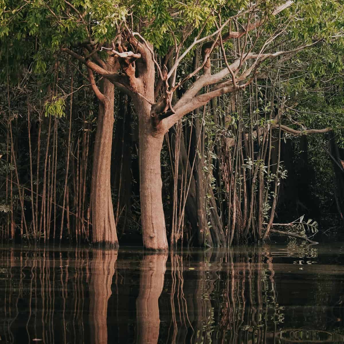 Amazon floodplain forest showing several tall tree trunks partially submerged in dark water during flood season. The trees ha