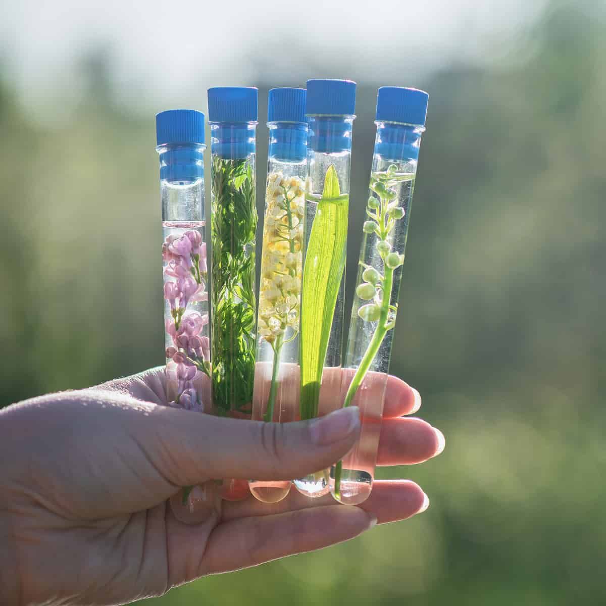 A hand holding test tubes, with plant material in them, indicated what is being held is SCIENCE!