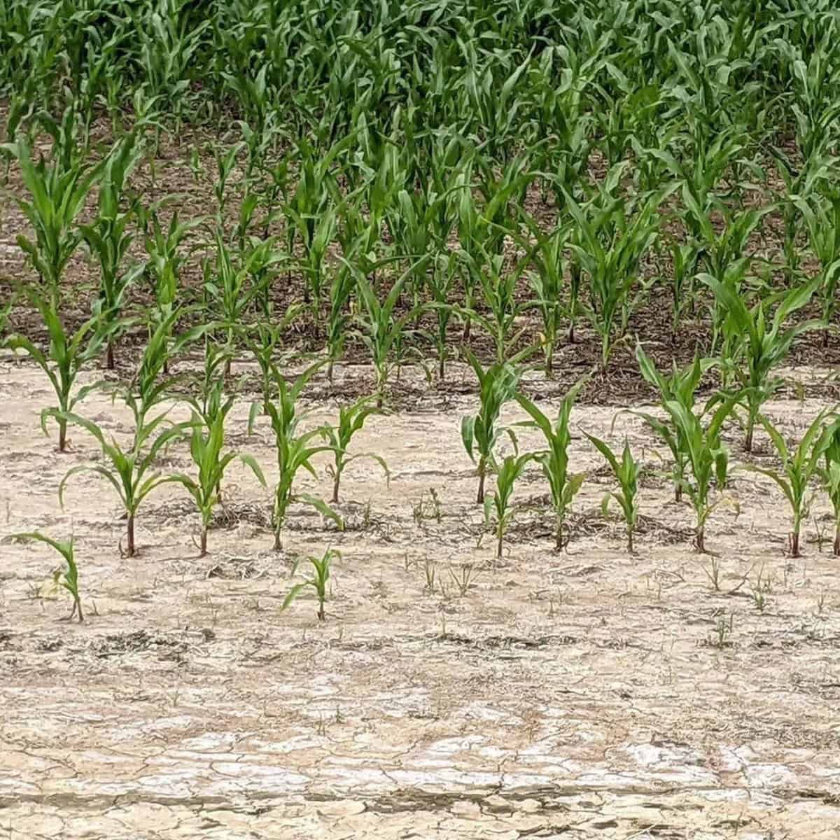 A Pathway to Salt-Tolerant Crops in a Changing Climate