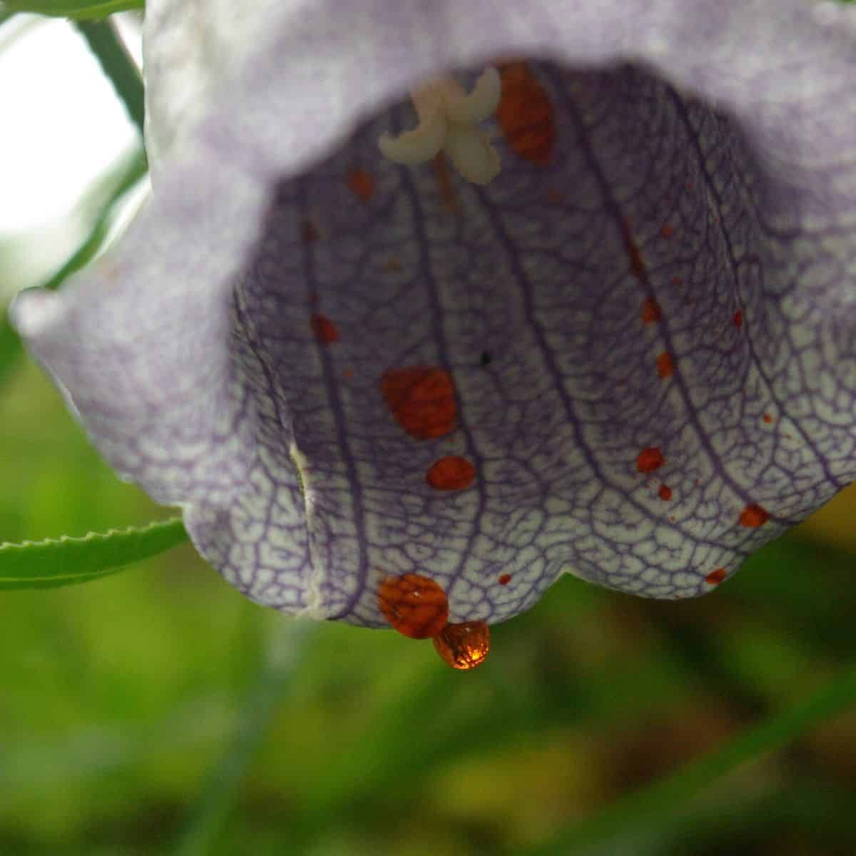 A drop of nectar on the bottom lip of a flower, ready to fall.