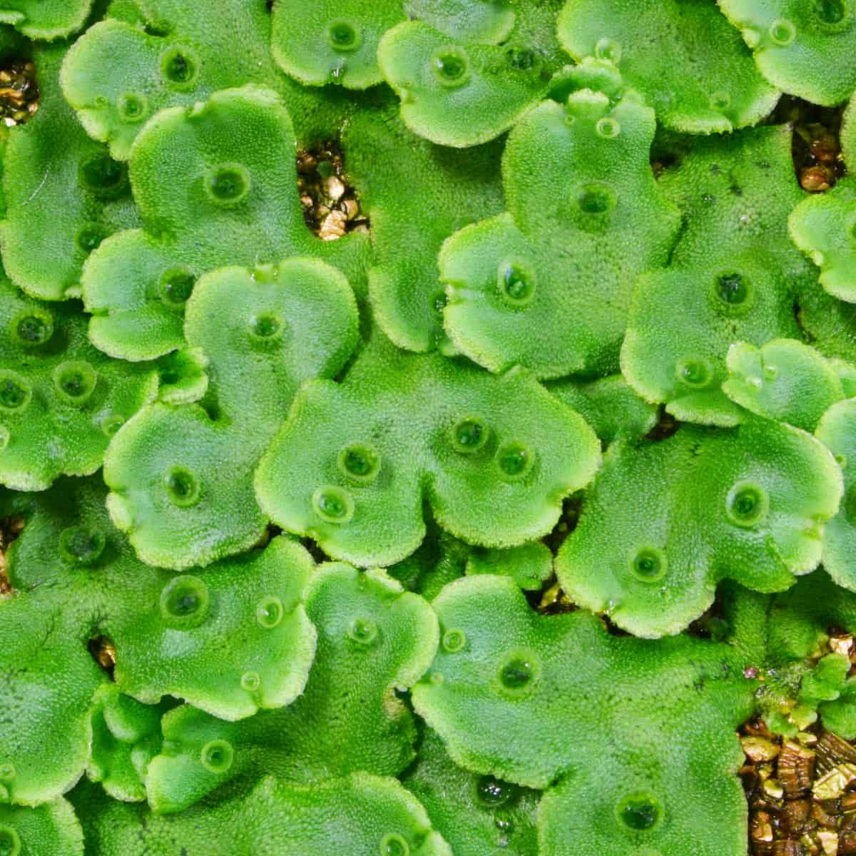 Close-up view of bright green Marchantia liverwort thalli showing numerous cup-shaped gemma cups containing small reproductiv