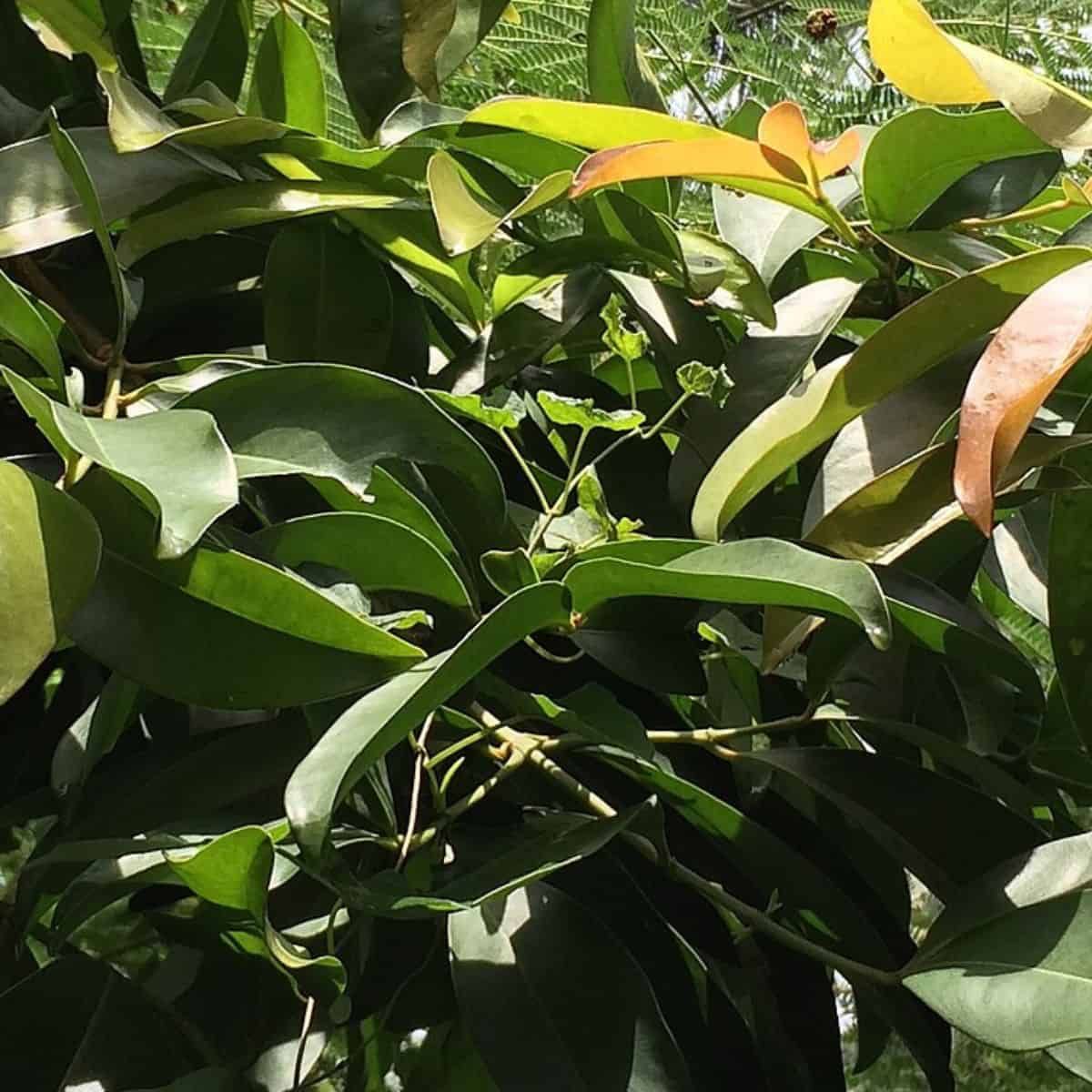 A dense collection of tropical plant foliage showing the diverse leaf shapes, sizes, and colors found in a rainforest underst