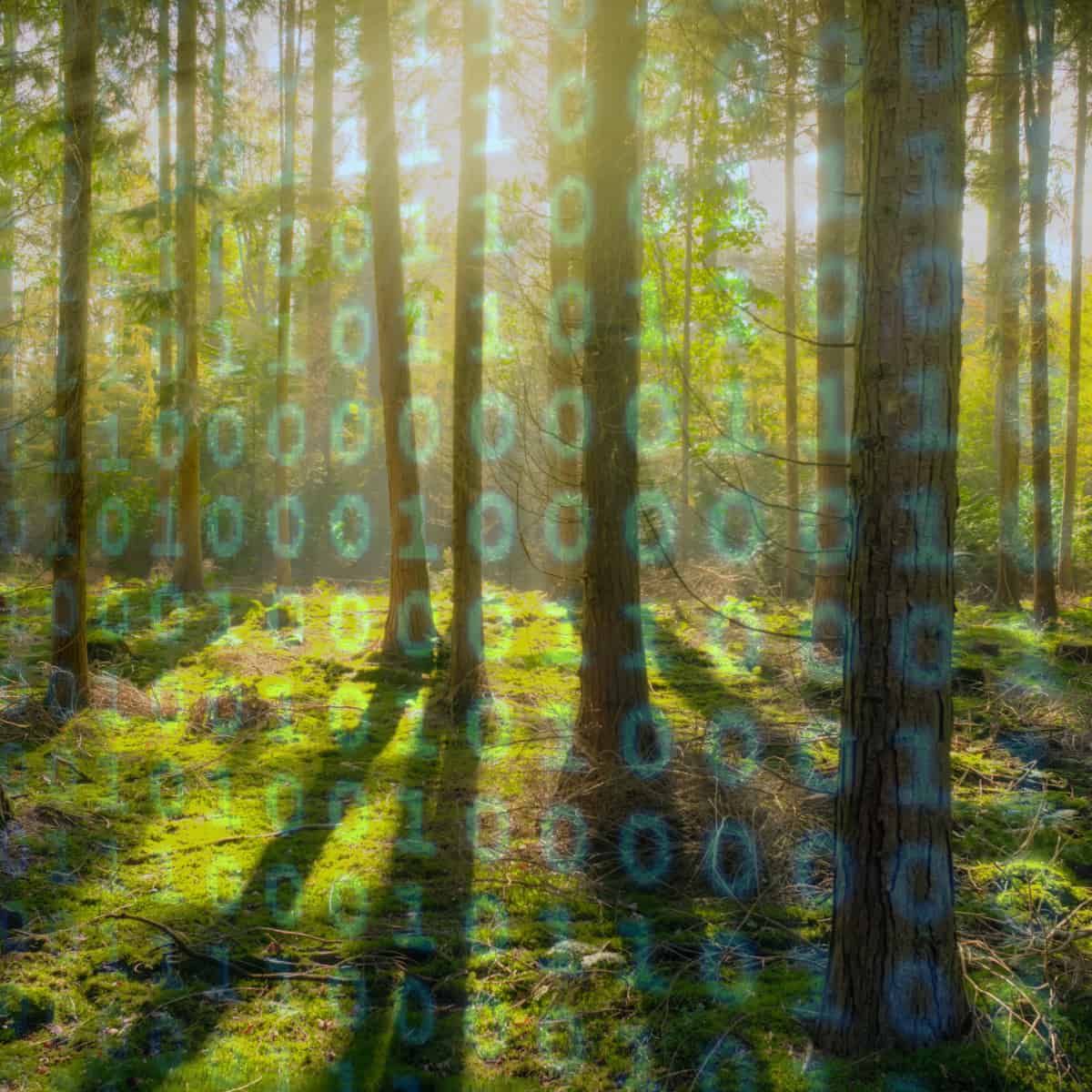 A view of a forest, with a low sun casting long shadows towards the viewer, indicating plants. An overlay of zeroes and ones