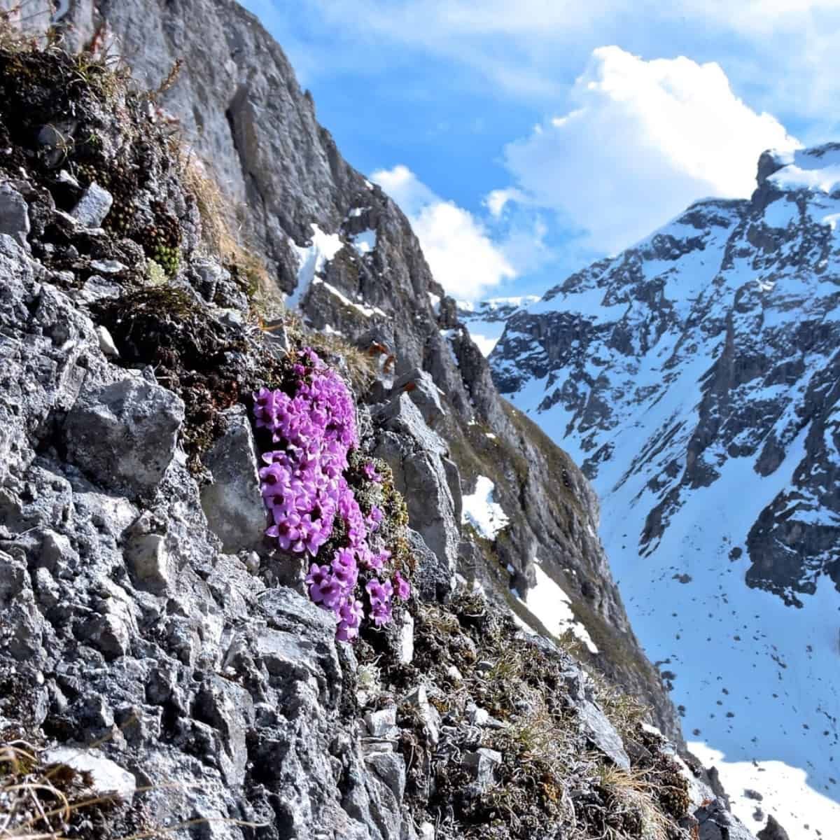 A vibrant cluster of bright purple mountain saxifrage (Saxifraga oppositifolia) flowers blooms on a rocky alpine slope. The d